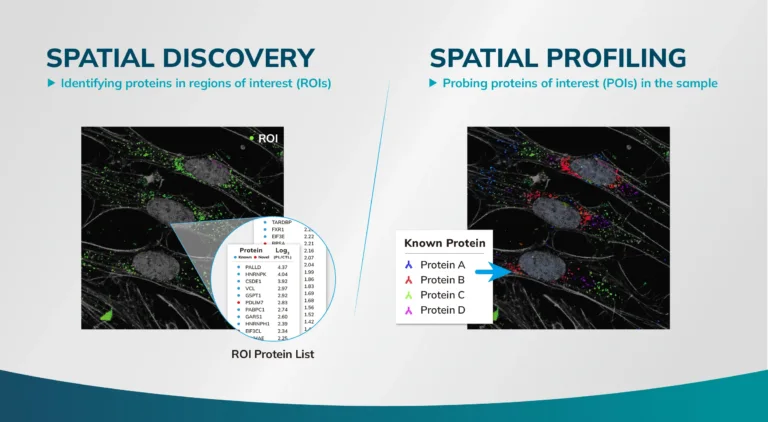 Integrating Spatial Discovery with Spatial Profiling to reveal the Depths of Cellular Architecture