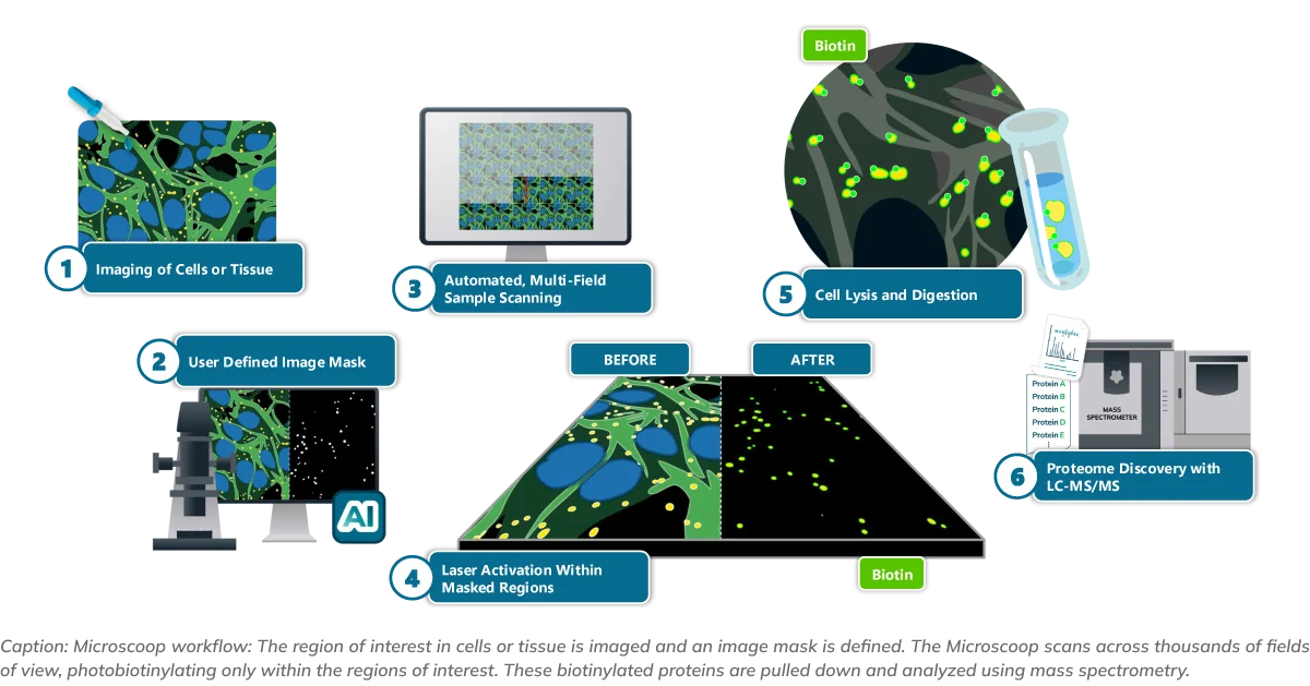 Microscoop workflow: The region of interest in cells or tissue is imaged and an image mask is defined. The Microscoop scans across thousands of fields of view, photobiotinylating only within the regions of interest. These biotinylated proteins are pulled down and analyzed using mass spectrometry.