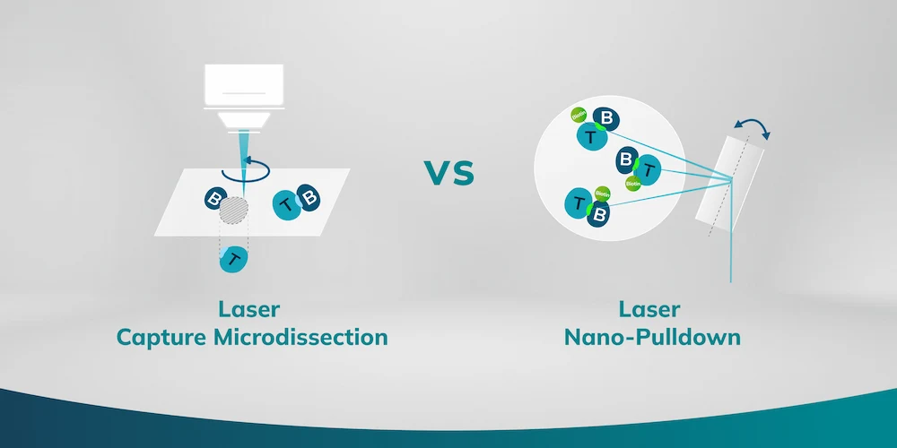 What is laser nano-pulldown? How does it differ from laser capture microdissection? (Syncell Blog Cover)