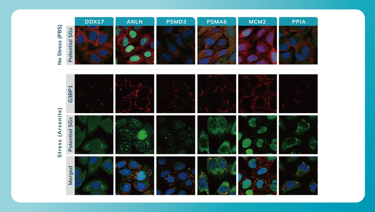 stress granule IF validation data image-02